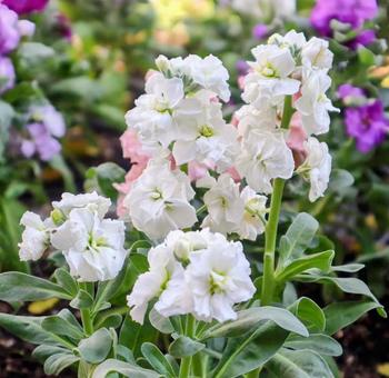 幹という意味を持つ ストック,花,flowerの写真素材