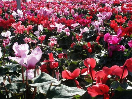 シクラメン Cyclamen シクラメン Cyclamenの写真