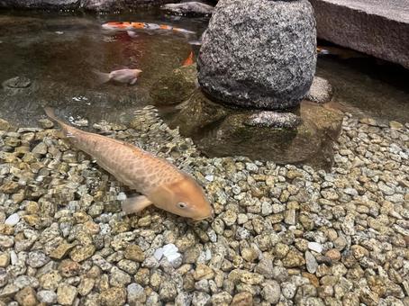 鯉 鯉,ニシキゴイ,コイの写真素材