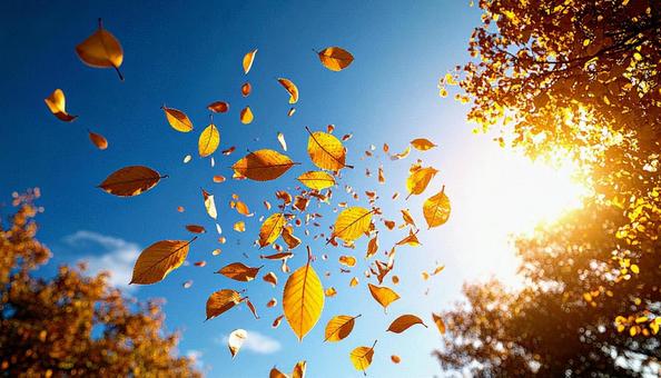 舞い落ちる秋の落葉の写真