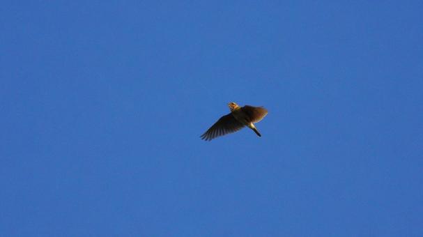 青空の中のヒバリの写真