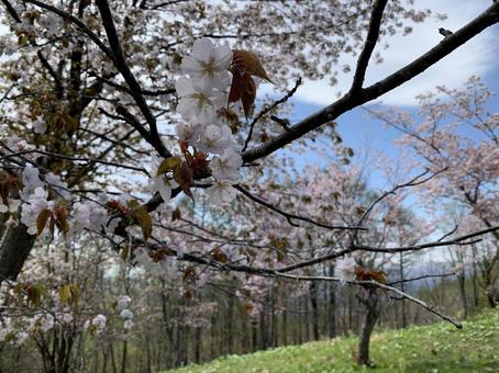 桜 桜の写真