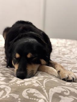 すやすや#1 すやすや#1 犬,成犬,ミックス犬の写真素材