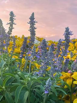 夕暮のお花畑 夕暮のお花畑の写真