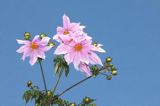皇帝ダリヤ 植物,花,皇帝ダリヤの写真素材