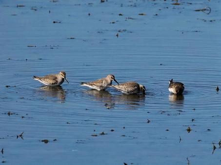 ハマシギの写真