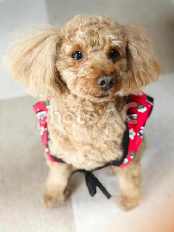 ちゃんちゃんこを着たトイプードル お正月,かわいい,ちゃんちゃんこの写真素材