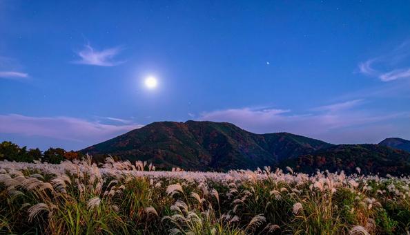 秋の十五夜のお月見 中秋の名月とすすき 秋の十五夜のお月見 中秋の名月とすすきの写真