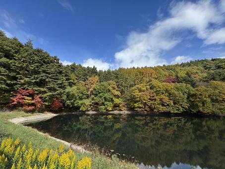 晩秋の大沢の堤の紅葉 大沢の堤,信州,松本市の写真素材