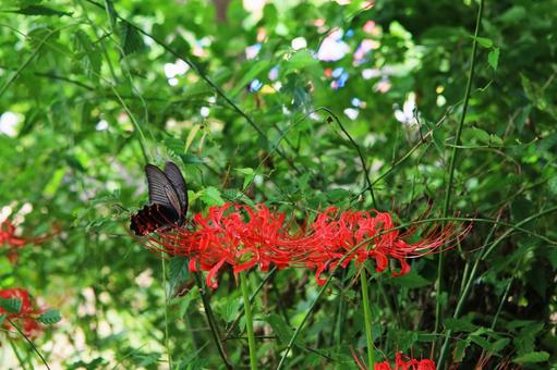 彼岸花と黒アゲハ 彼岸花,曼珠沙華,リコリス・ラジアータの写真素材