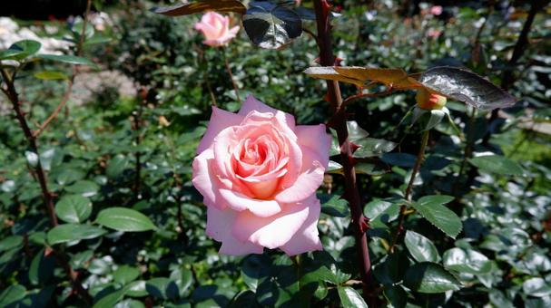 ピンクのバラの写真