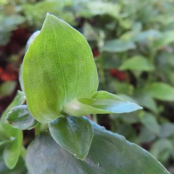 トキワツユクサ(常磐露草) トキワツユクサ(常磐露草)の写真