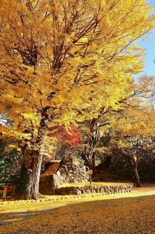 紅葉　長野県　懐古園 紅葉,長野県,懐古園の写真素材