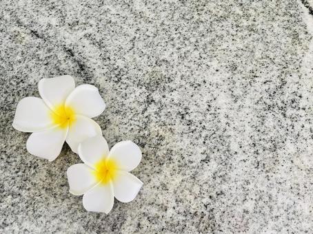 Plumeria, JPG Plumeria, JPG