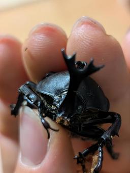 カブトムシ２の写真