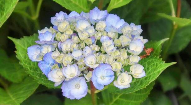 紫陽花前線 紫陽花前線の写真