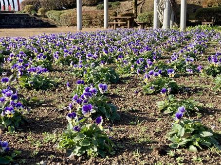 公園に咲く紫色のビオラの写真