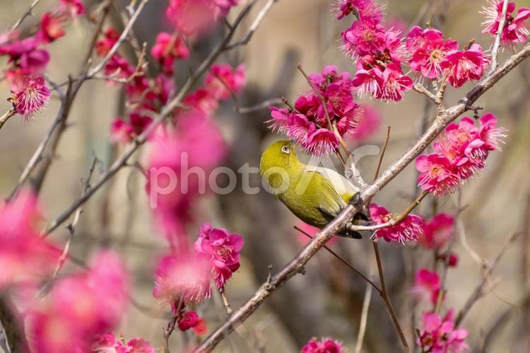 メジロと梅の花 梅,花,蜜の写真素材