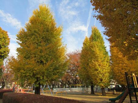公園の秋 紅葉,秋,イチョウの写真素材