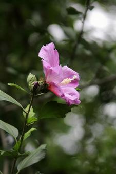 Rose of Sharon Macro, JPG Rose of Sharon Macro, JPG