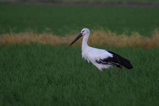 コウノトリ コウノトリの写真