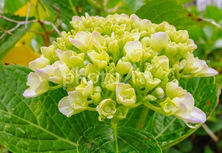華麗なアジサイの花36 アジサイ,紫陽花,花の写真素材