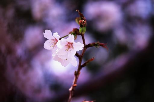 美しく輝く桜の花 美しく輝く桜の花の写真
