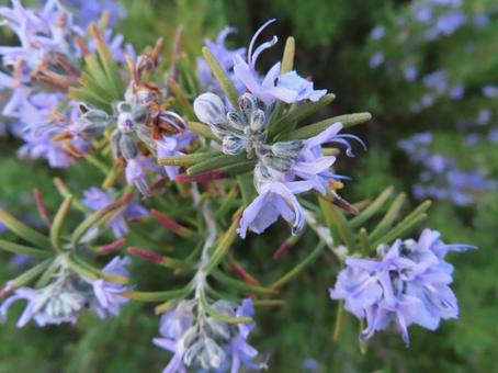 Photo, rosemary flower, flower, spring, 