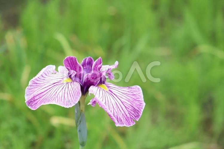 初夏　花菖蒲 植物,花,しょうぶの写真素材