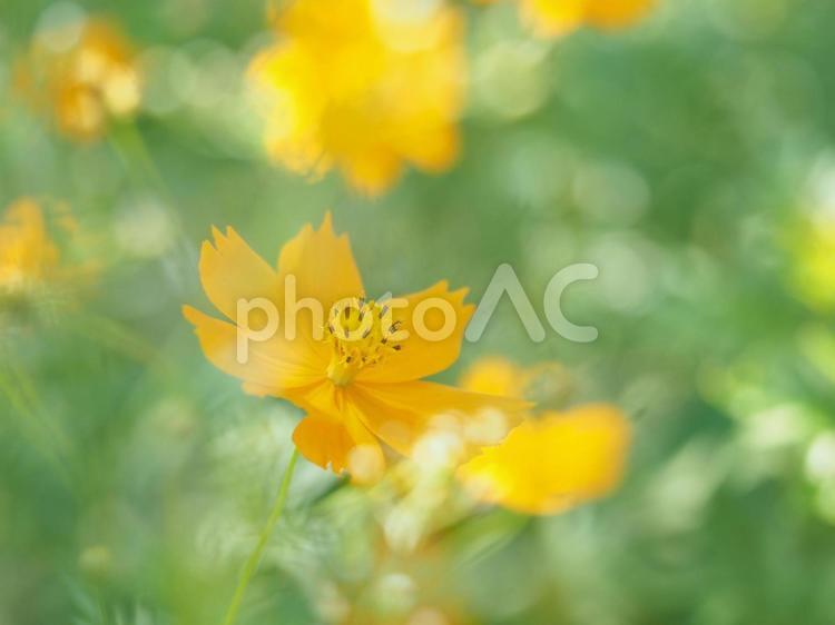 夢の中？キバナコスモス キバナコスモス,コスモス,オレンジ色の写真素材