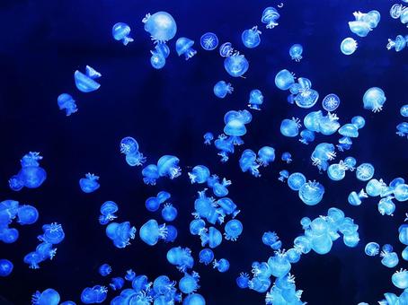 クラゲ　ブルー クラゲ,ブルー,水族館の写真素材