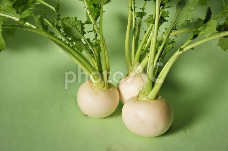 葉付きの白カブ3個を立てて寄せた カブ,白カブ,野菜の写真素材