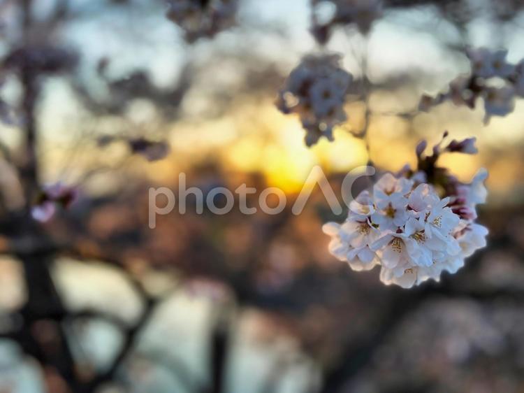 夕暮れに咲く桜の調べ 桜,夕景,春の花の写真素材