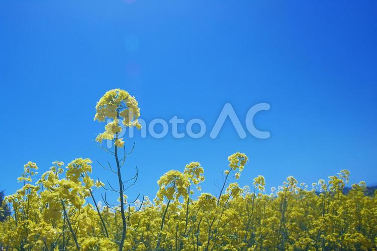 絶景のお花畑 菜の花,菜の花畑,花の写真素材
