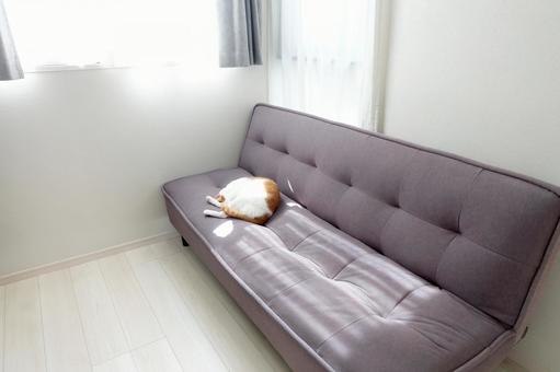 ソファと猫_06 ソファと猫_06 猫画像,ねこ写真,ソファの写真素材