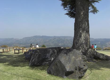 笠間つつじ公園-10 笠間つつじ公園,茨城県笠間市,公園の写真素材