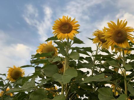 ひまわり 向日葵 ひまわり 向日葵 ひまわり,向日葵,花の写真素材