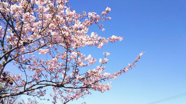 桜9 桜9の写真