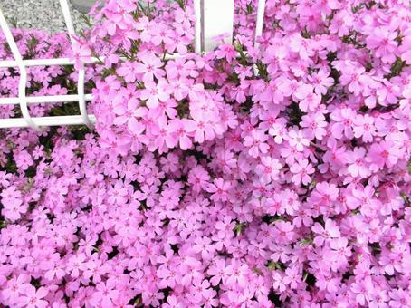 道端に咲く、名も知らぬ美しい花 道端に咲く、名も知らぬ美しい花の写真