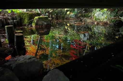 Autumn leaves on the water surface, JPG