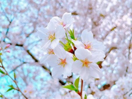 Close-up of cherry blossoms, JPG