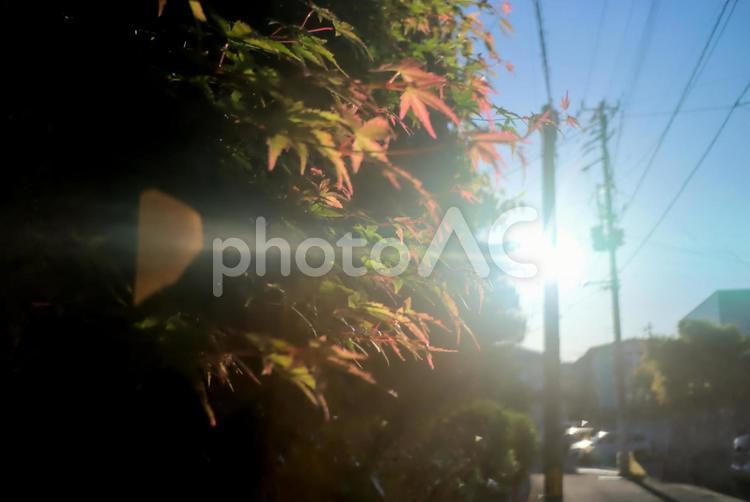 秋のはじめの紅葉と太陽の光 逆光,青空,初秋の写真素材