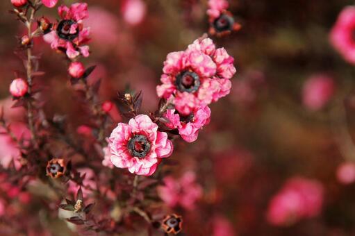 ギョリュウバイ・御柳梅　マクロ ギョリュウバイ,花木,鮮やかの写真素材