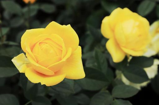 美しい黄色いバラの花（伊豆の踊子） バラ,薔薇,ばらの写真素材