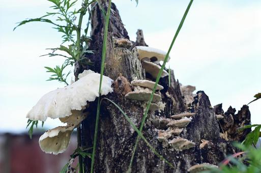 White mushroom, JPG White mushroom, JPG
