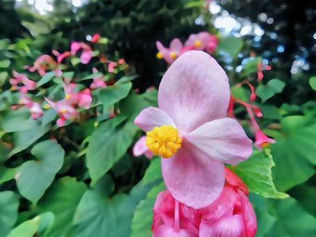 シュカイドウ シュカイドウ シュカイドウ,ピンク,花の写真素材