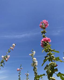 Hollyhock flowers shining against the blue sky of early summer, tattooi, flower, blue sky, JPG