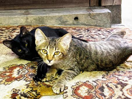 仲良し兄弟猫 仲良し兄弟猫 ノラ猫,子猫,兄弟猫の写真素材