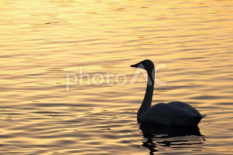夕暮れの白鳥 白鳥,ハクチョウ,オオハクチョウの写真素材