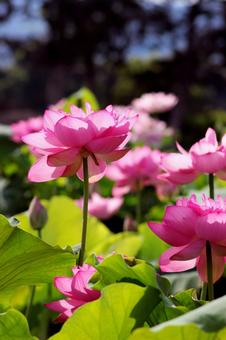 蓮の花 蓮の花の写真